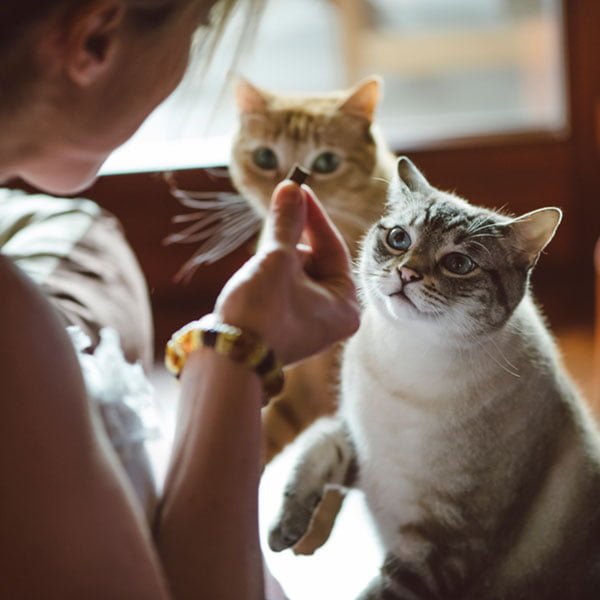 Can You Give Your Cat CBD Oil?